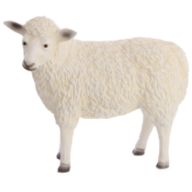 Owca ze skręconą głową