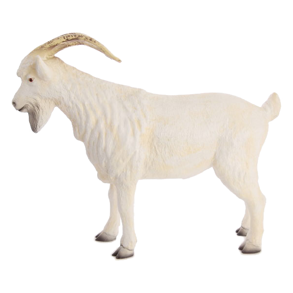 Male goat