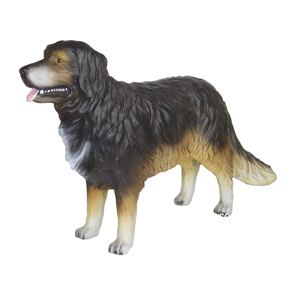 Berneński pies pasterski