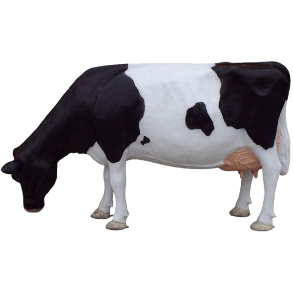 Krowa fryzyjska pasąca