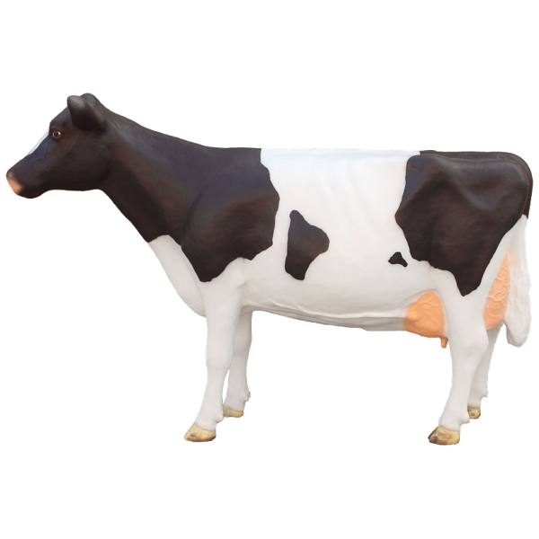 Krowa fryzyjska stojąca