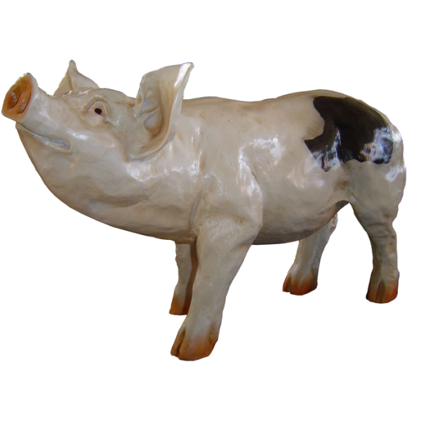 Świnka z głowa do góry